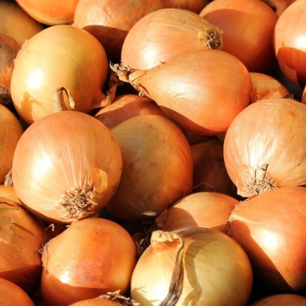 Onions - 50 lbs